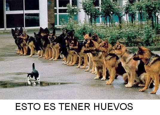 HAY G&Uuml;EVOS