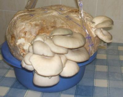 UN HUERTO EN LA COCINA
